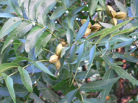{Carya illinoensis}